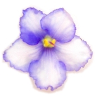 Bi-Color Blue African Violets